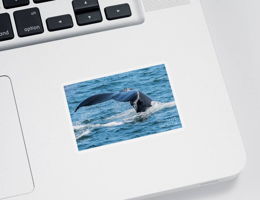 Whale Sticker featuring the photograph Humpback Whale Fluke by Lorraine Cosgrove