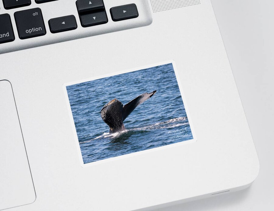 Humpback Sticker featuring the photograph Humpback Whale Tail 2 by Lorraine Cosgrove