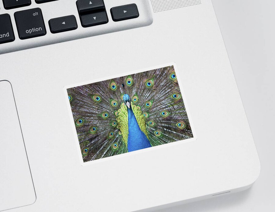 Peacock Sticker featuring the photograph Hypnotic by Eilish Palmer