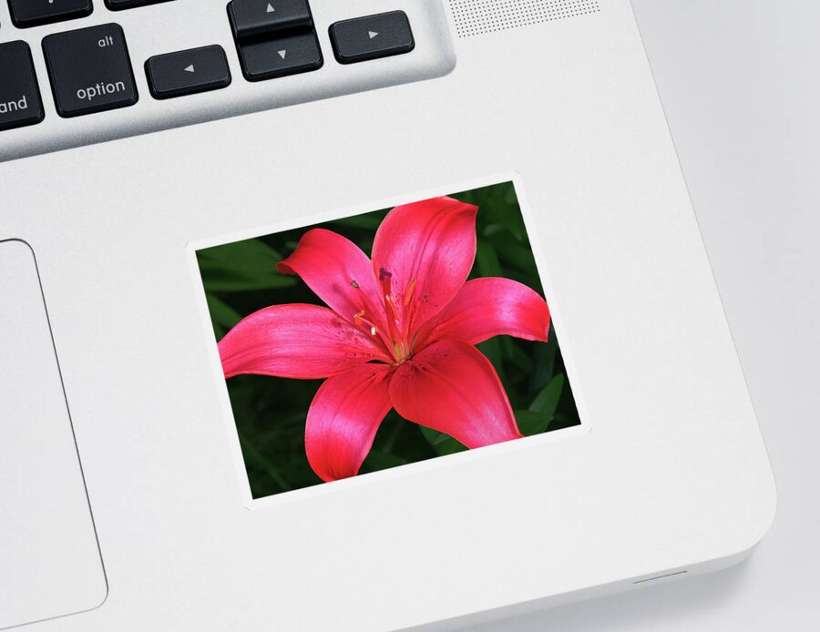 Lily Sticker featuring the photograph Red I Am Here For You by Johanna Hurmerinta
