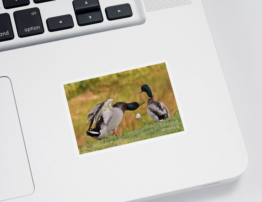 Duck Sticker featuring the photograph I Am In Charge Here by Debby Pueschel
