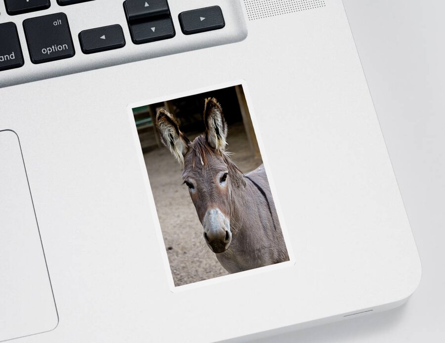 Donkey Sticker featuring the photograph I Assked You a Question by DigiArt Diaries by Vicky B Fuller