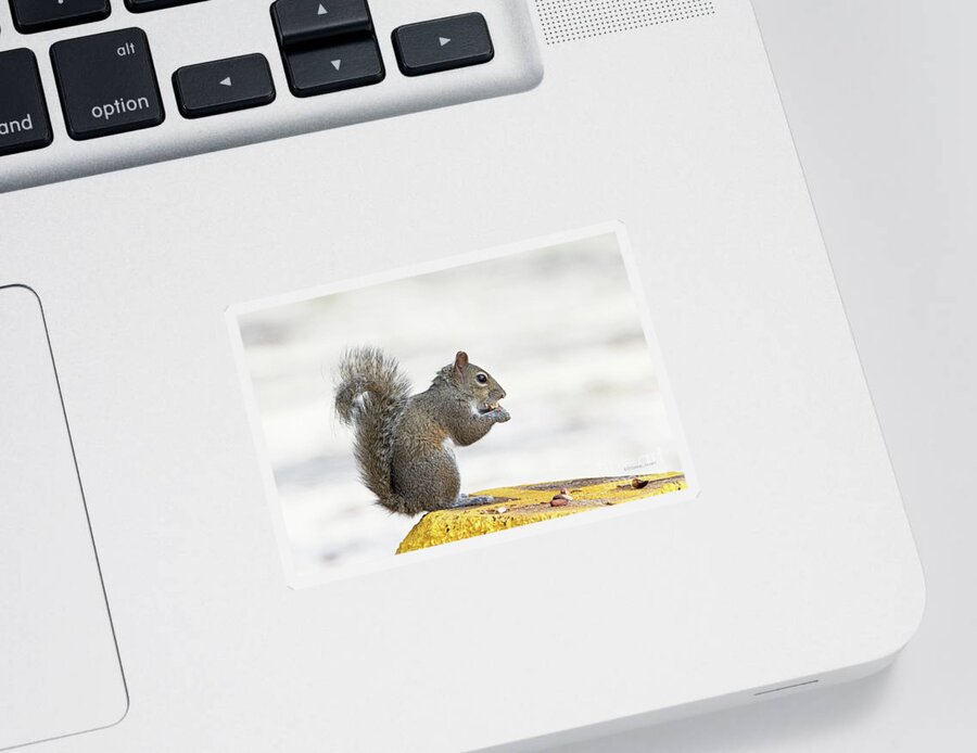 Squirrel Sticker featuring the photograph I Have My Nuts by Deborah Benoit