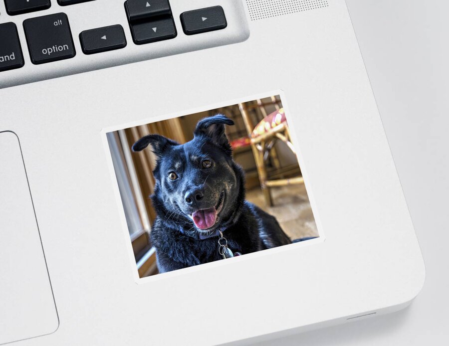 Dog Sticker featuring the photograph Ready When You Are by Keith Armstrong