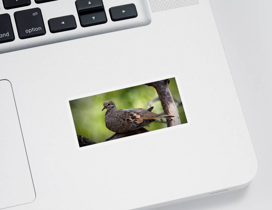 Mourning Dove Sticker featuring the photograph IMG_3379-001 - Mourning Dove by Travis Truelove