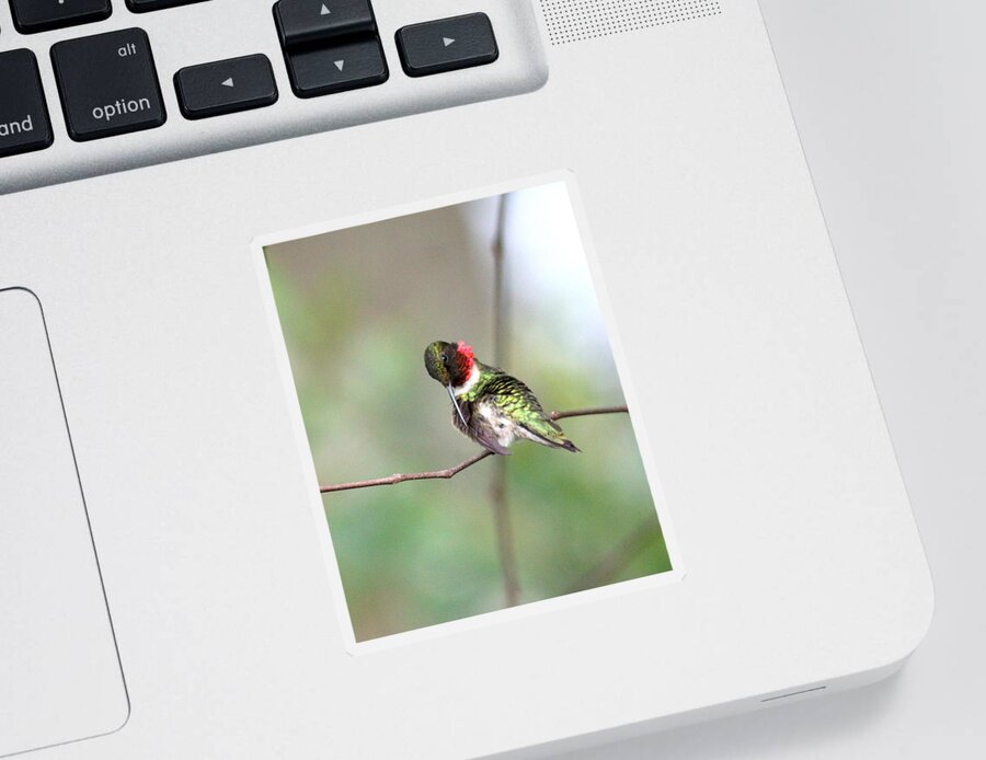 Ruby-throated Hummingbird Sticker featuring the photograph IMG_4504-002 - Ruby-throated Hummingbird by Travis Truelove