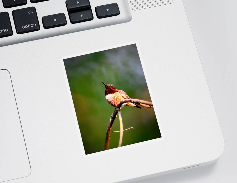 Ruby-throated Hummingbird Sticker featuring the photograph IMG_6138-001 - Ruby-throated Hummingbird by Travis Truelove