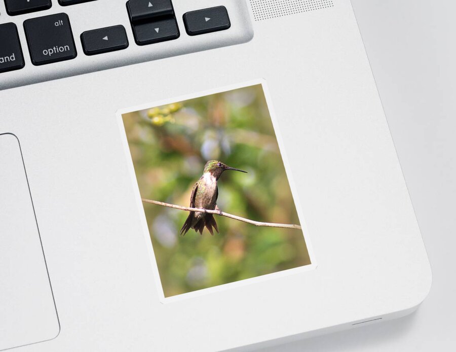 Ruby-throated Hummingbird Sticker featuring the photograph IMG_6187-004 - Ruby-throated Hummingbird by Travis Truelove