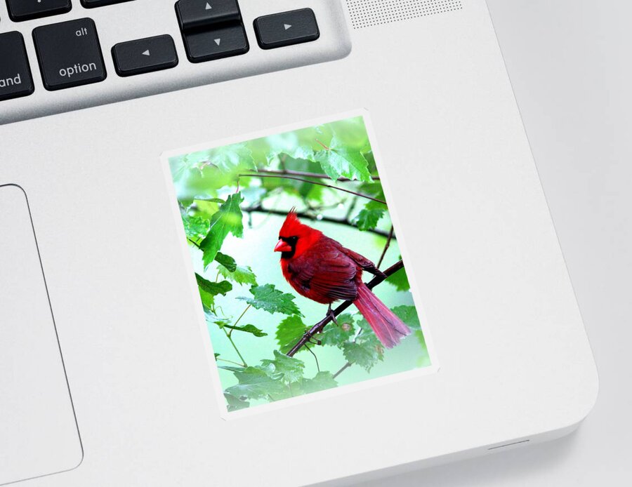 Northern Cardinal Sticker featuring the photograph IMG_9514 - Northern Cardinal by Travis Truelove