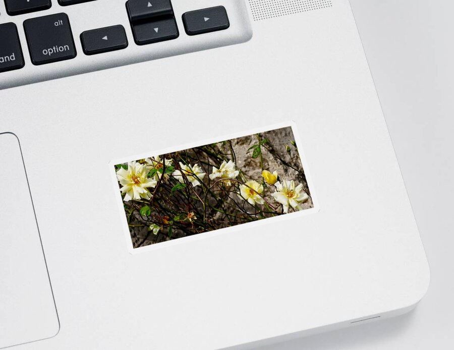 Roses Sticker featuring the photograph In opposite corners. by Elena Perelman