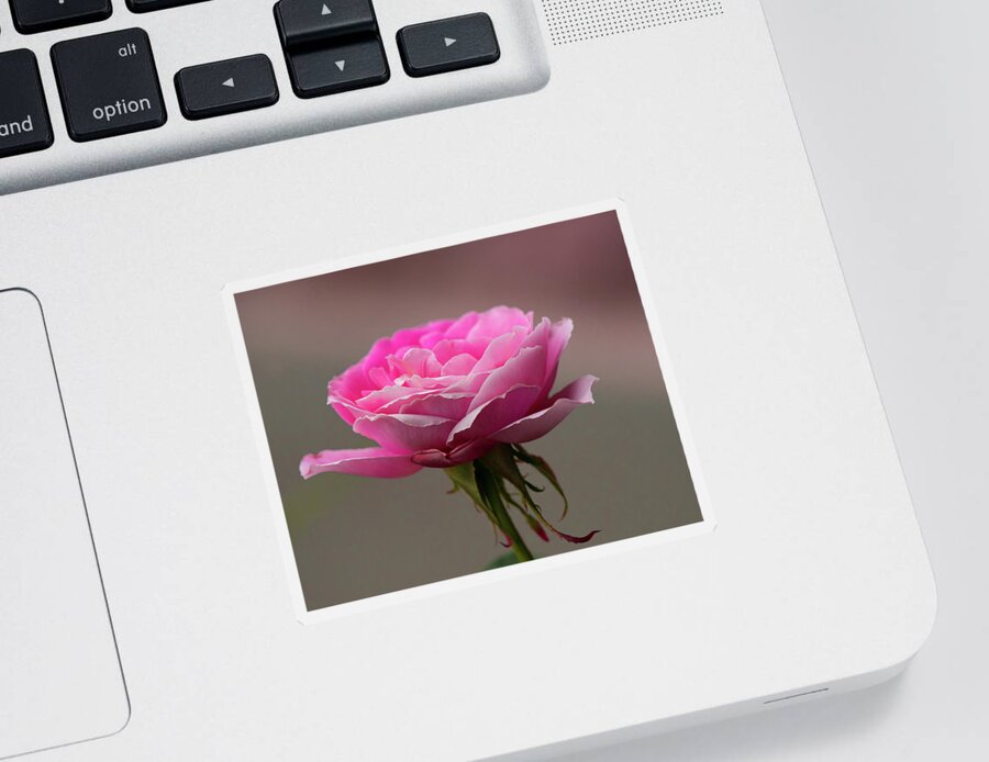 Rose Sticker featuring the photograph In The Mood Pink by Yeates Photography