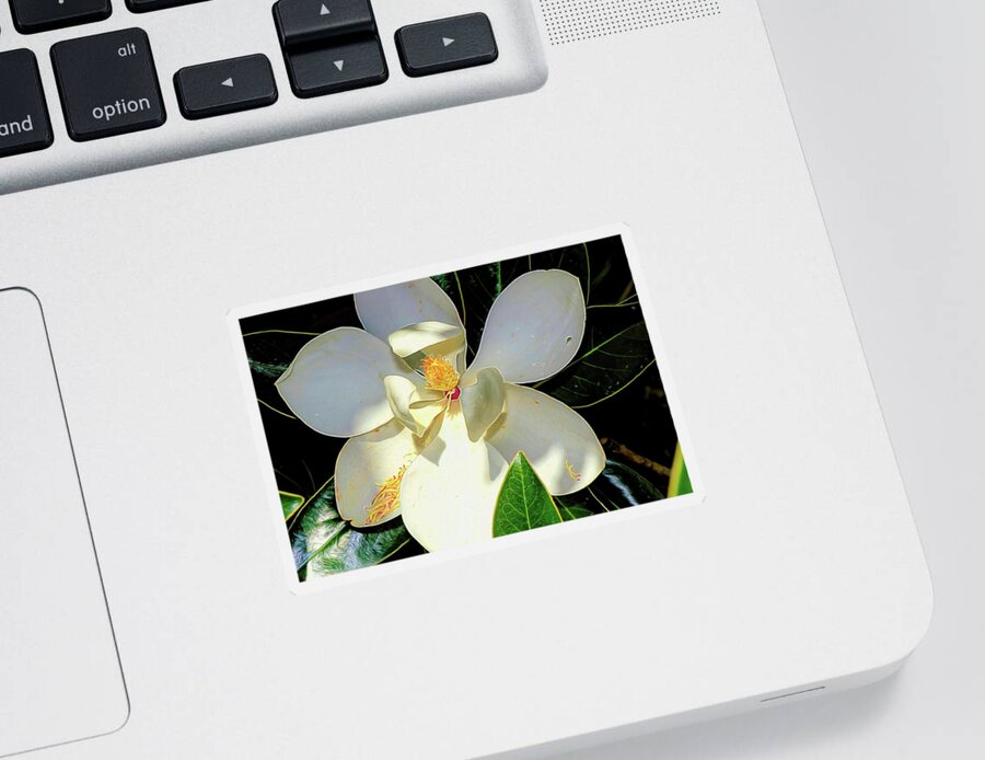 Flower Photography Sticker featuring the photograph In the Shade by Diana Mary Sharpton