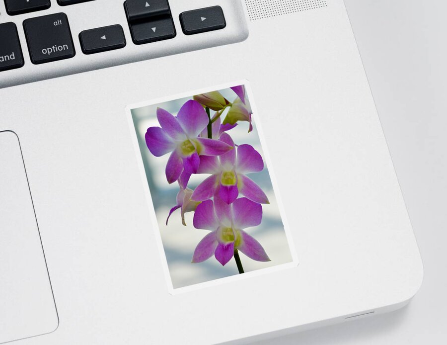 Orchid Sticker featuring the photograph Innocent Beauties by Melanie Moraga