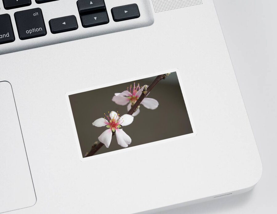 Blossom Sticker featuring the photograph Intimacy by Elena Perelman
