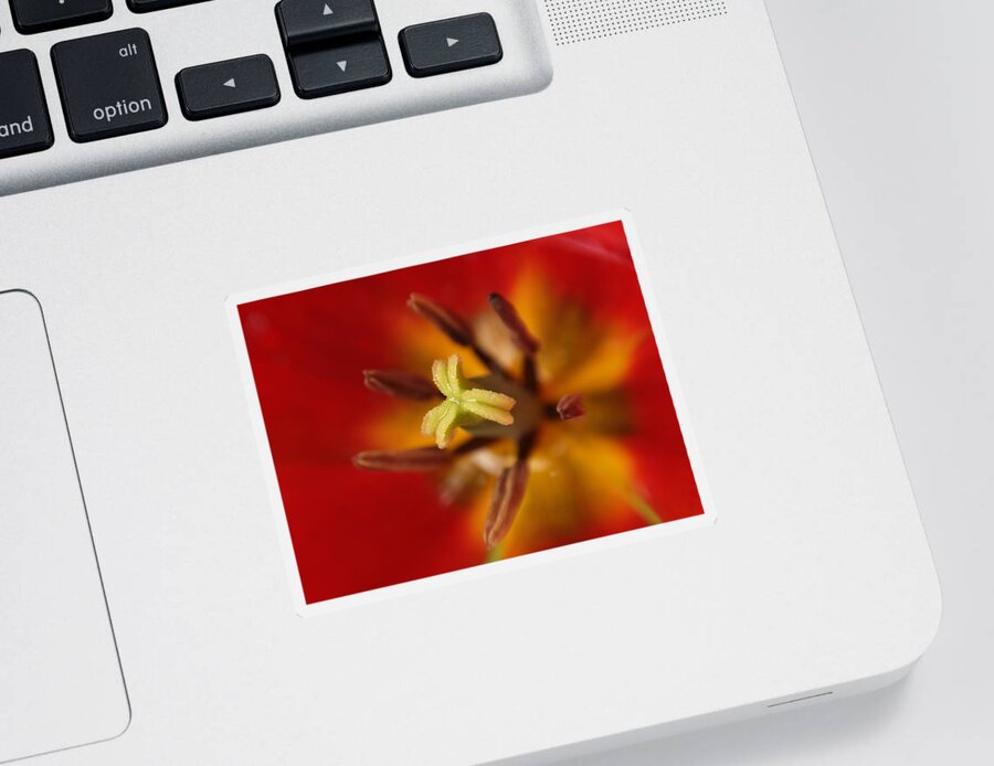 Flowers Sticker featuring the photograph Intimate View Of A Tulip by Dorothy Lee