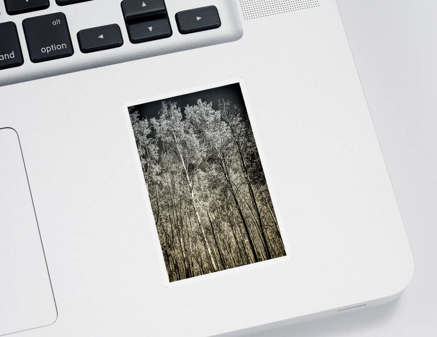 Desert Forest Garden Sticker featuring the digital art Into The Woods by Becky Titus