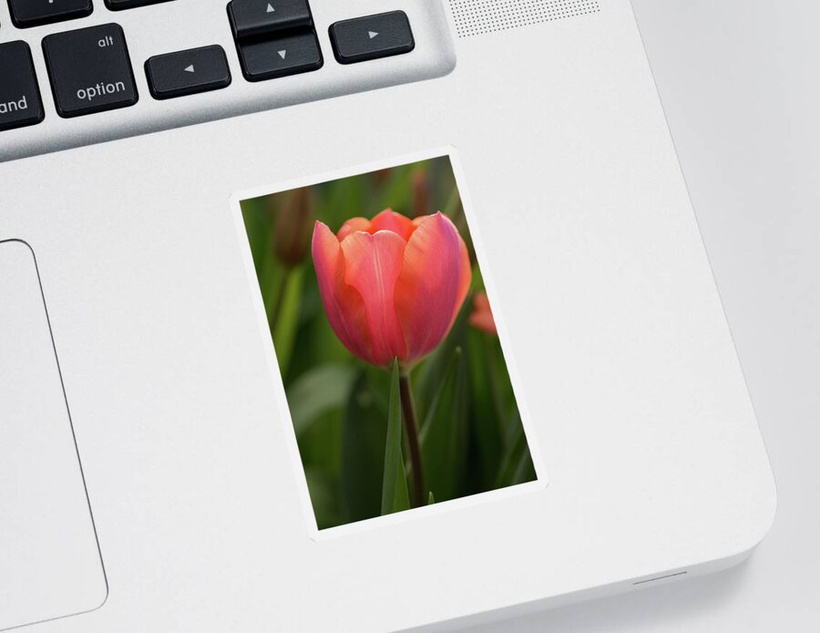 Flower Sticker featuring the photograph Iridescent Tulip by Mary Jo Allen