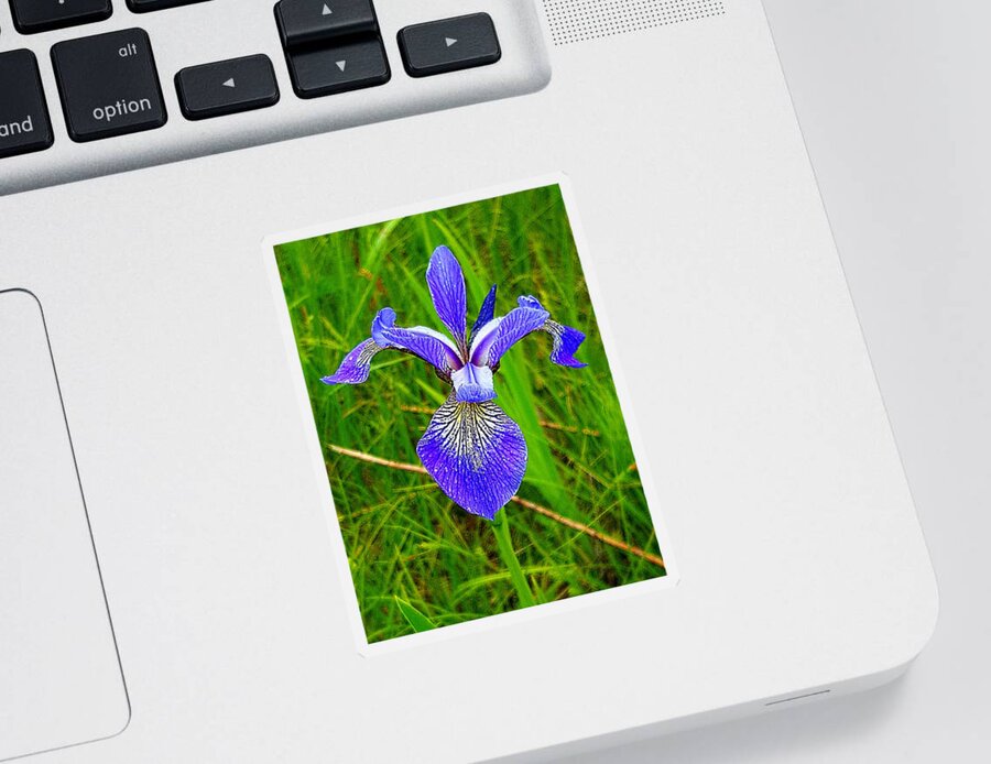 Lupins Sticker featuring the photograph Iris by Michael Graham