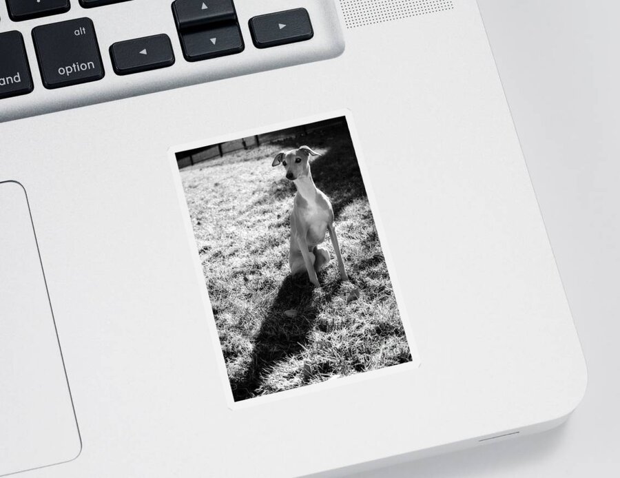 Black And White Sticker featuring the photograph Italian Greyhound and Shadow in Black and White by Angela Rath