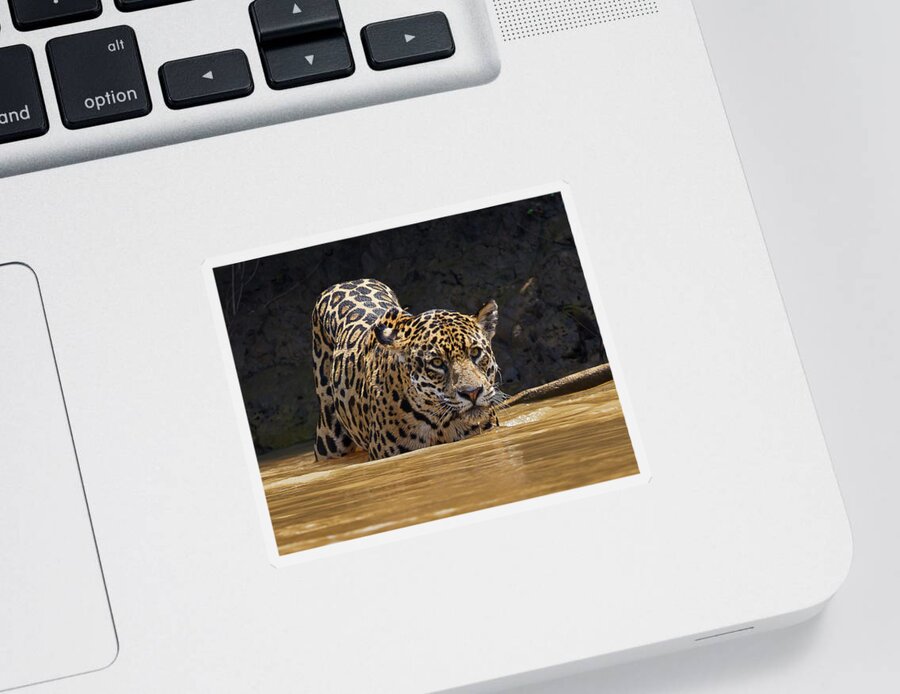 2016 Sticker featuring the photograph Jaguar by Jean-Luc Baron