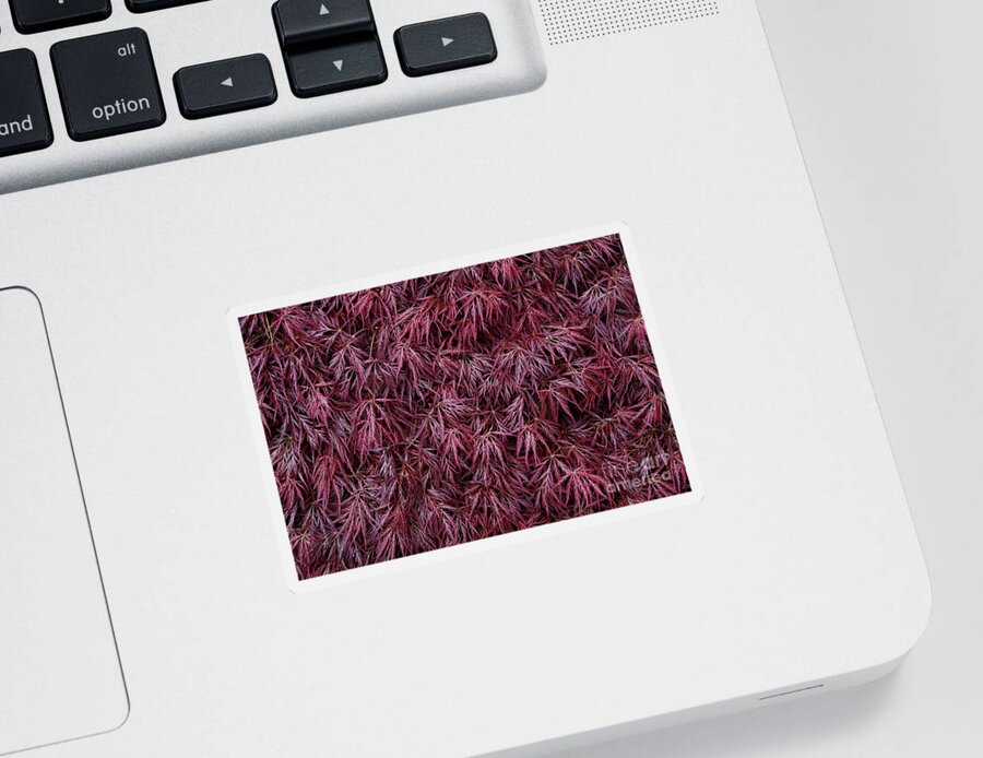 Leaf Sticker featuring the photograph Japanese Maple Garnet by Tim Gainey