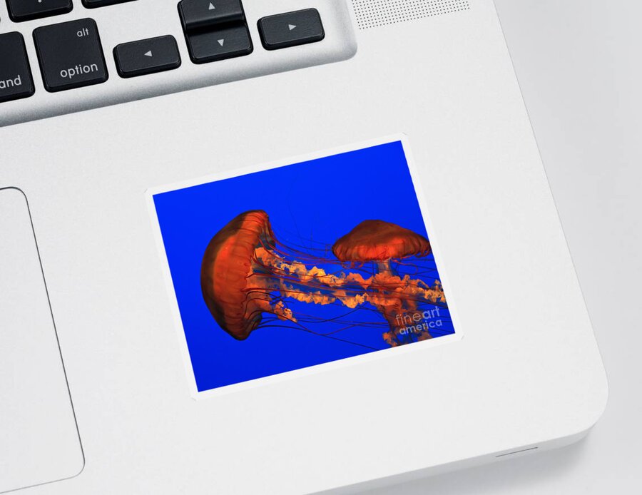 Ripley's Sticker featuring the photograph Jellyfish by Jill Lang