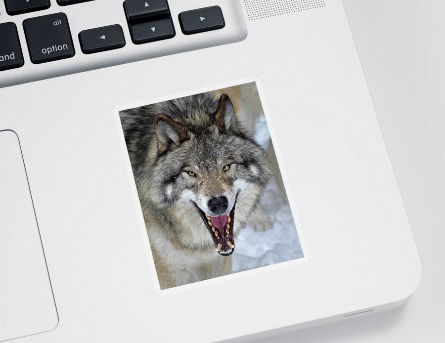 Timber Wolf Sticker featuring the photograph Joker by Tony Beck