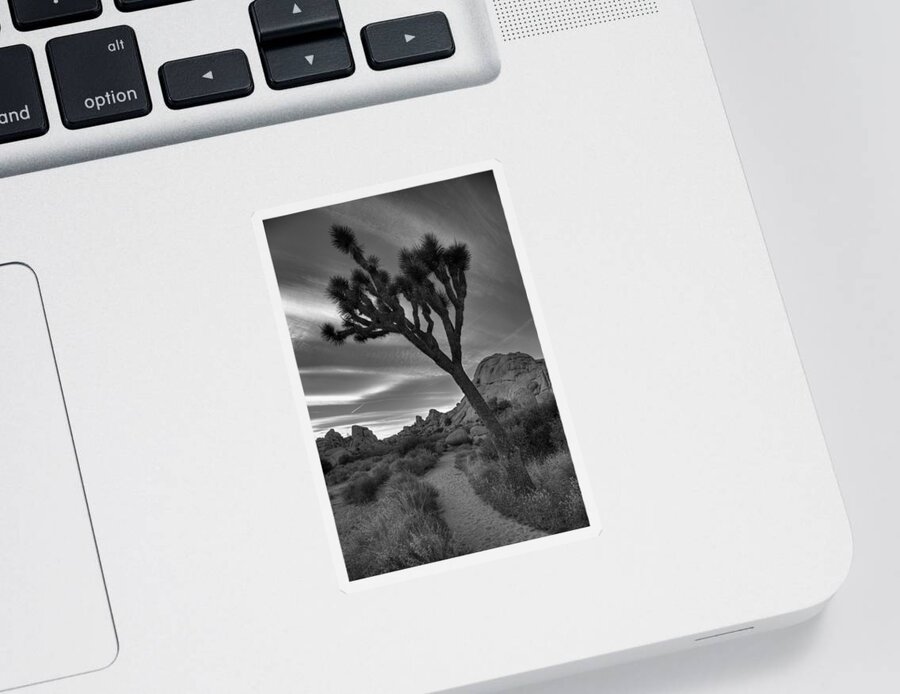 California Sticker featuring the photograph Joshua Tree Path by Peter Tellone