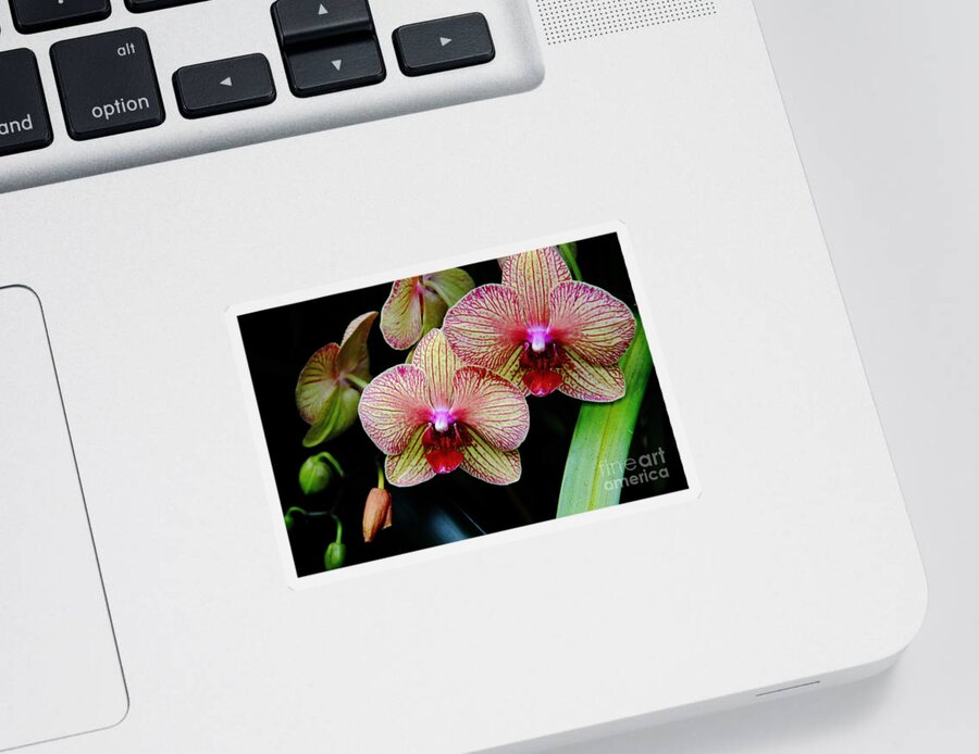 Flowers Sticker featuring the photograph Joy Within by Allen Nice-Webb