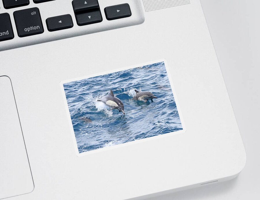 Dolphin Sticker featuring the photograph Jumping at You by Shoal Hollingsworth