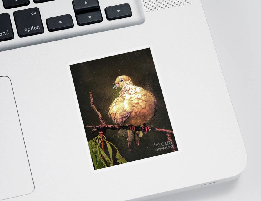 Mourning Dove Sticker featuring the photograph Just A Little Plump by Tina LeCour