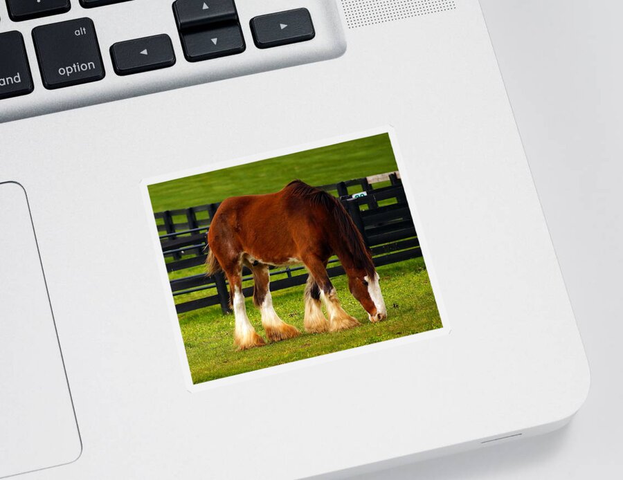 Horses Sticker featuring the photograph Just Another Day by Beth Collins