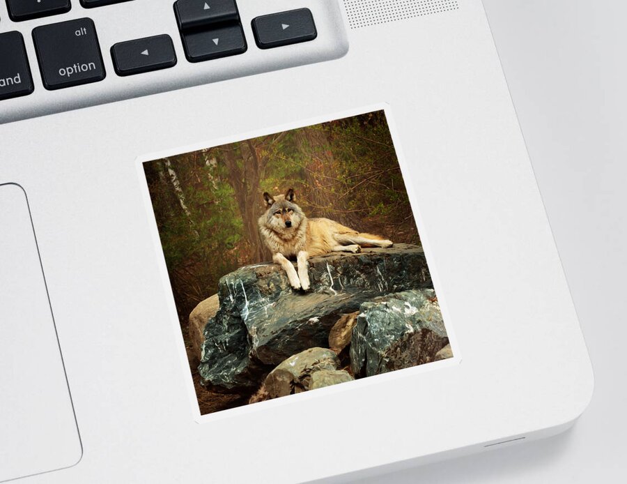 Animal Sticker featuring the photograph Just Chilling by Susan Rissi Tregoning