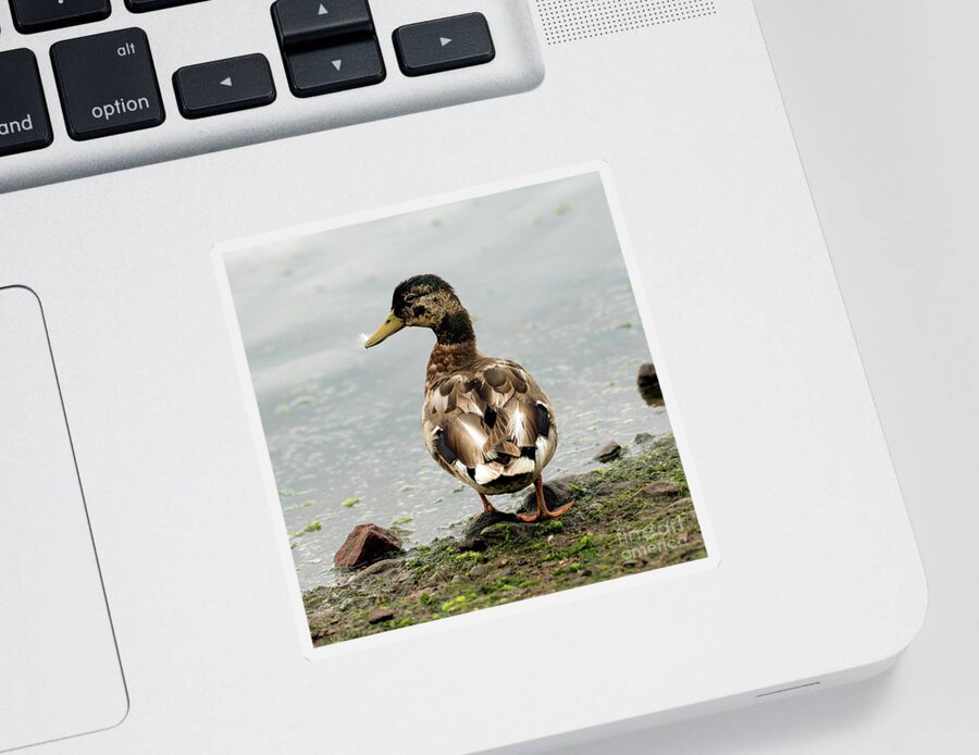Duck Sticker featuring the photograph Just Ducky by Sam Rino