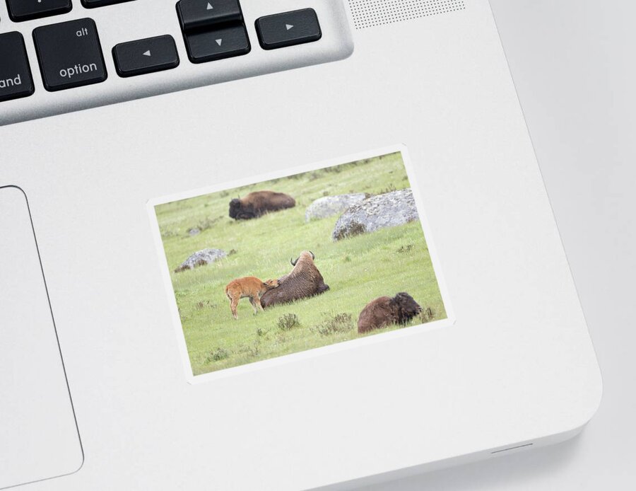 Bison Sticker featuring the photograph Just Resting My Eyes by Eilish Palmer