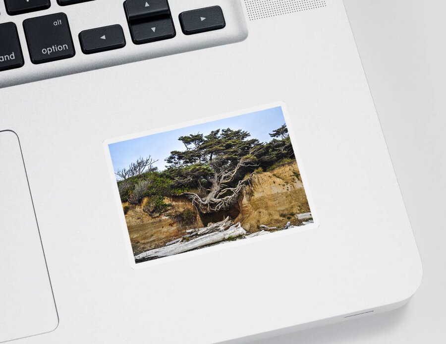 Lone Sticker featuring the photograph Kalaloch Hanging Tree by Pelo Blanco Photo