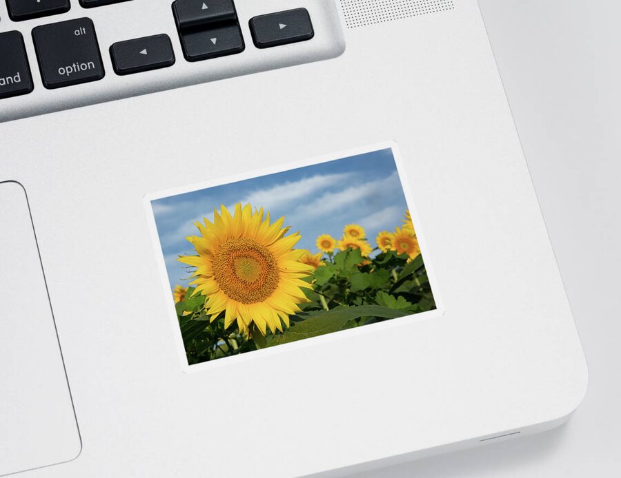 Sunflower Sticker featuring the photograph Kansas Sunflower by Eilish Palmer