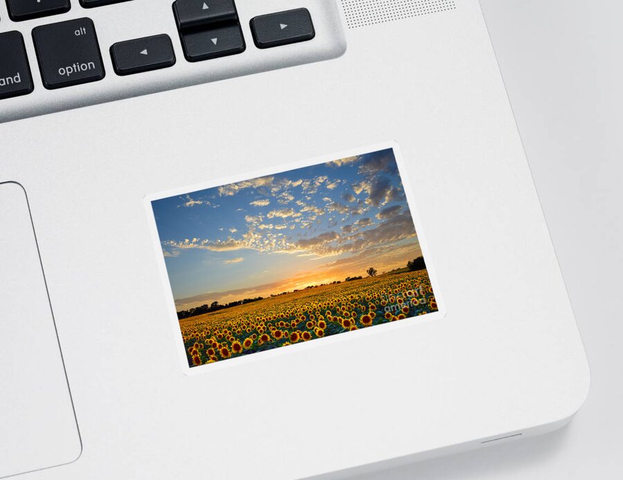 Sunflowers Sticker featuring the photograph Kansas Sunflowers at Sunset by Catherine Sherman