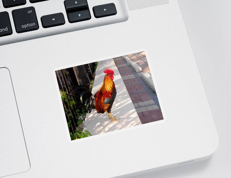 Photography Sticker featuring the photograph Key West Rooster by Susanne Van Hulst