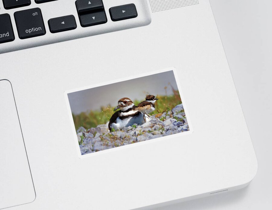 Killdeer Sticker featuring the photograph Killdeer and Chick by Susan Rissi Tregoning