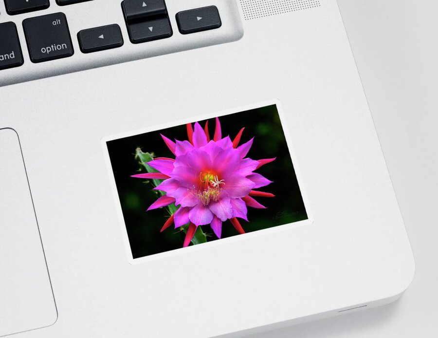 Flower Sticker featuring the photograph Kimnach's Pink Orchid Cactus by Brian Tada