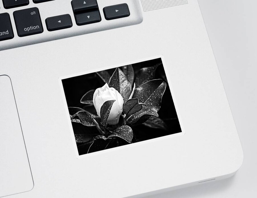 Magnolia Sticker featuring the photograph Kissed By Rain by Carolyn Marshall