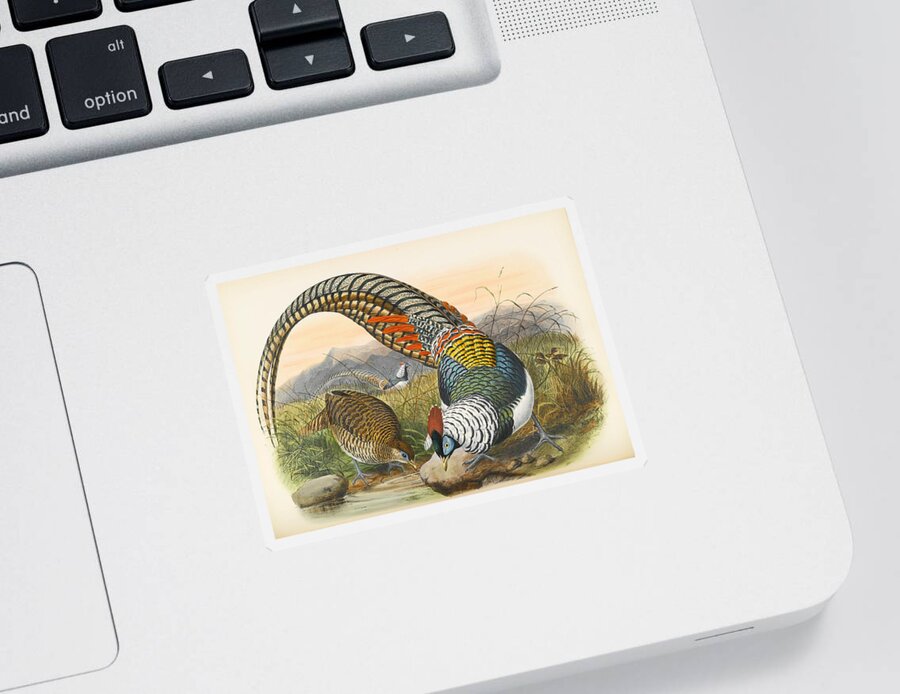 Joseph Wolf Sticker featuring the drawing Lady Amherst's pheasant. Chrysolophus amherstiae by Joseph Wolf