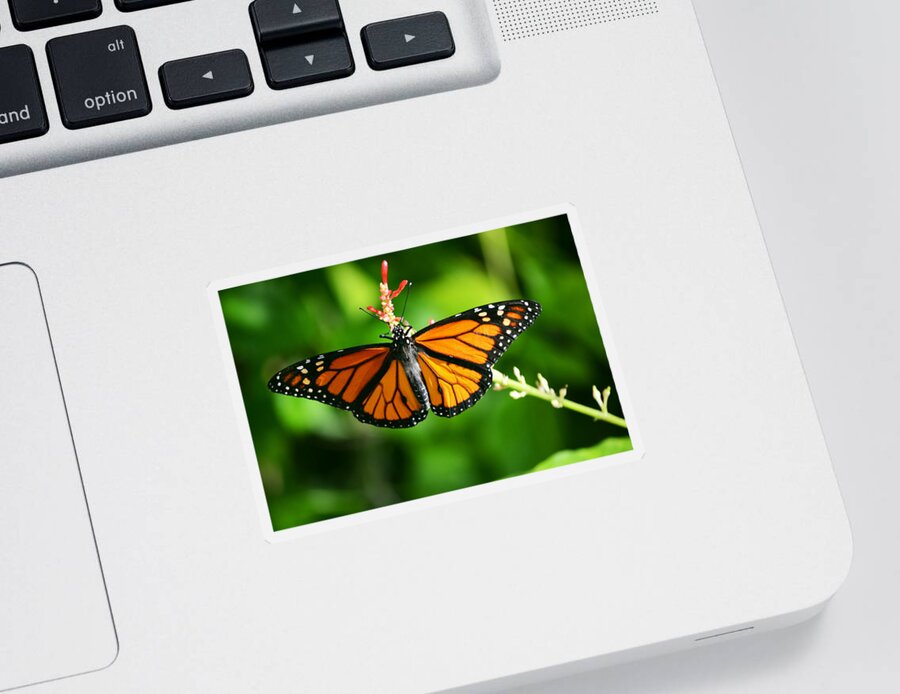 Monarch Sticker featuring the photograph Lady Monarch by Melanie Moraga