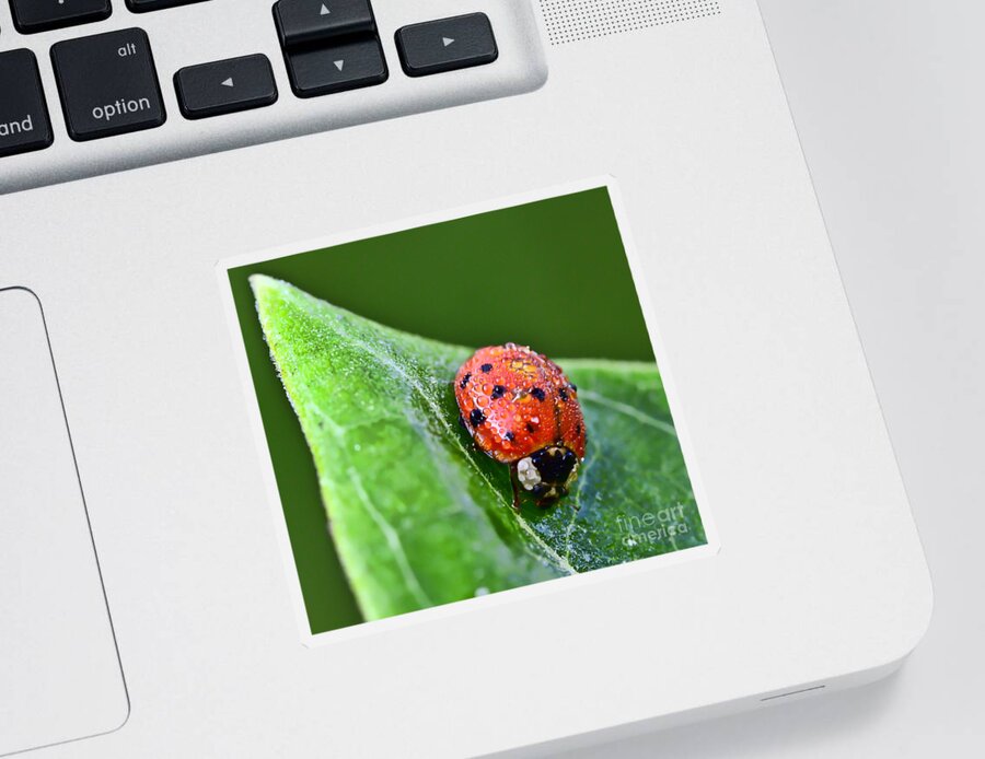Ladybug Sticker featuring the photograph Ladybug with Dew Drops by Kerri Farley