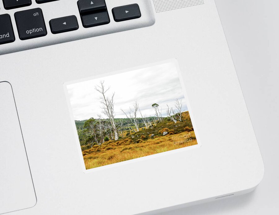 Australian Trees Sticker featuring the photograph Lake Lilla Track 2 by Lexa Harpell