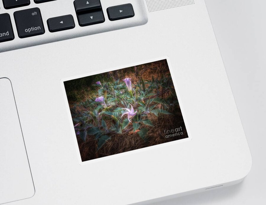 Photography Sticker featuring the photograph Late Bloomers by Leah McPhail