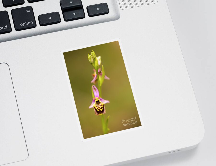 Late Sticker featuring the photograph late spider-orchid Ophrys fuciflora by Alon Meir