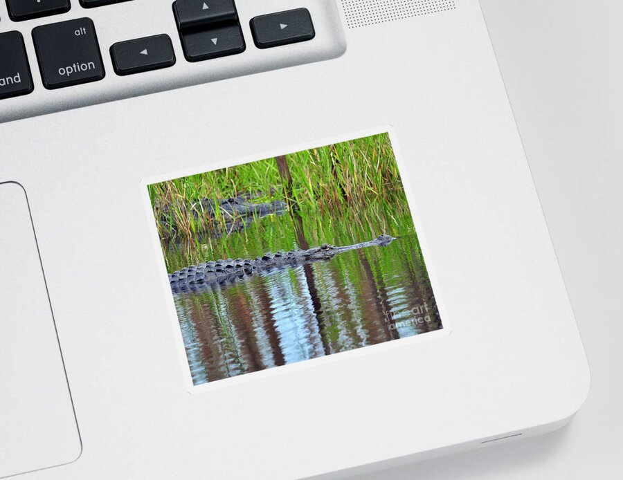 Alligator Sticker featuring the photograph Later Gator by Al Powell Photography USA