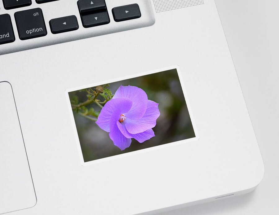 Flower Sticker featuring the photograph Lavender Flower by AJ Schibig